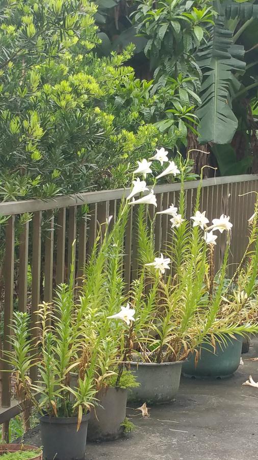 A-Ma Homestay Fenglin Bagian luar foto
